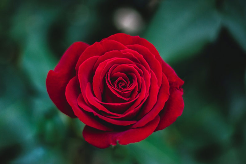 Why are red roses considered romantic?